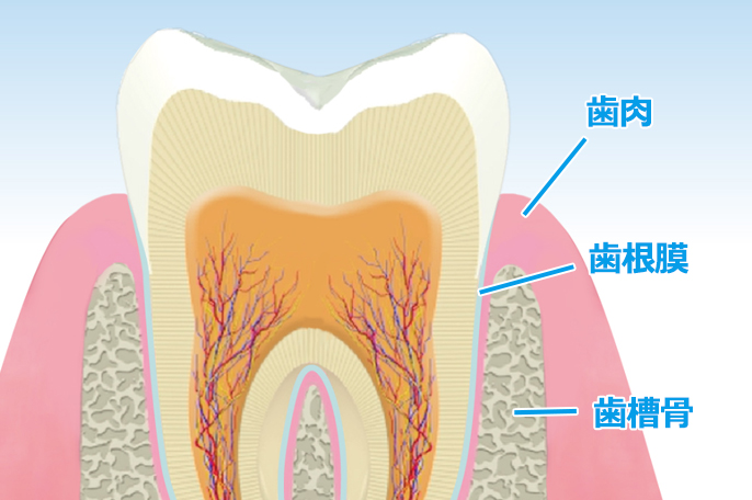 歯周病は歯を失う大きな要因です